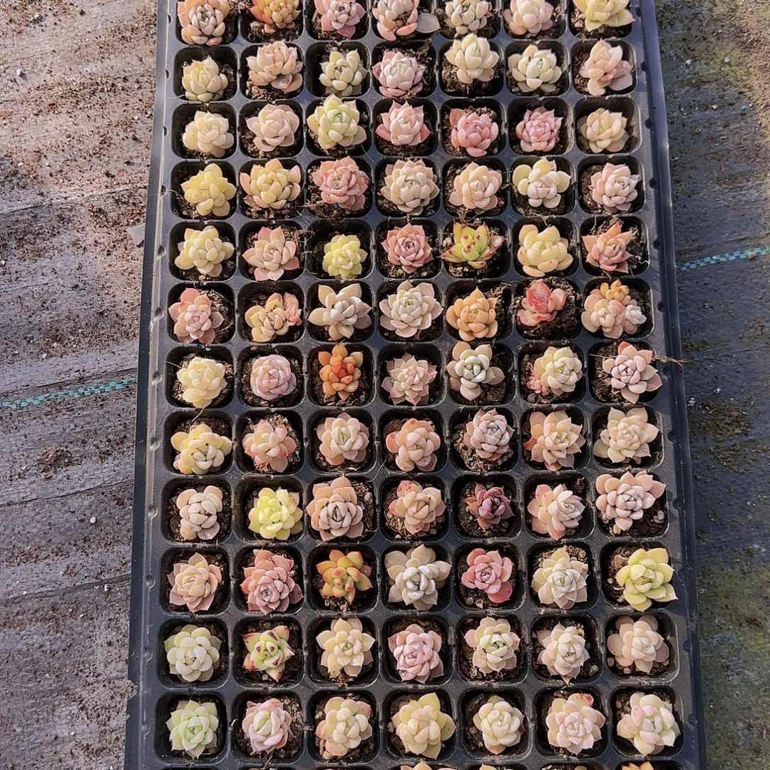 直播一物一拍多肉09