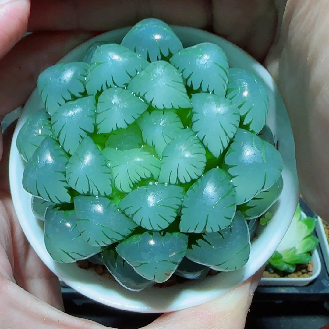 大母本冰灯多肉