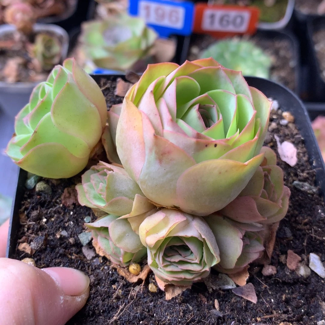 一物一拍追光者273