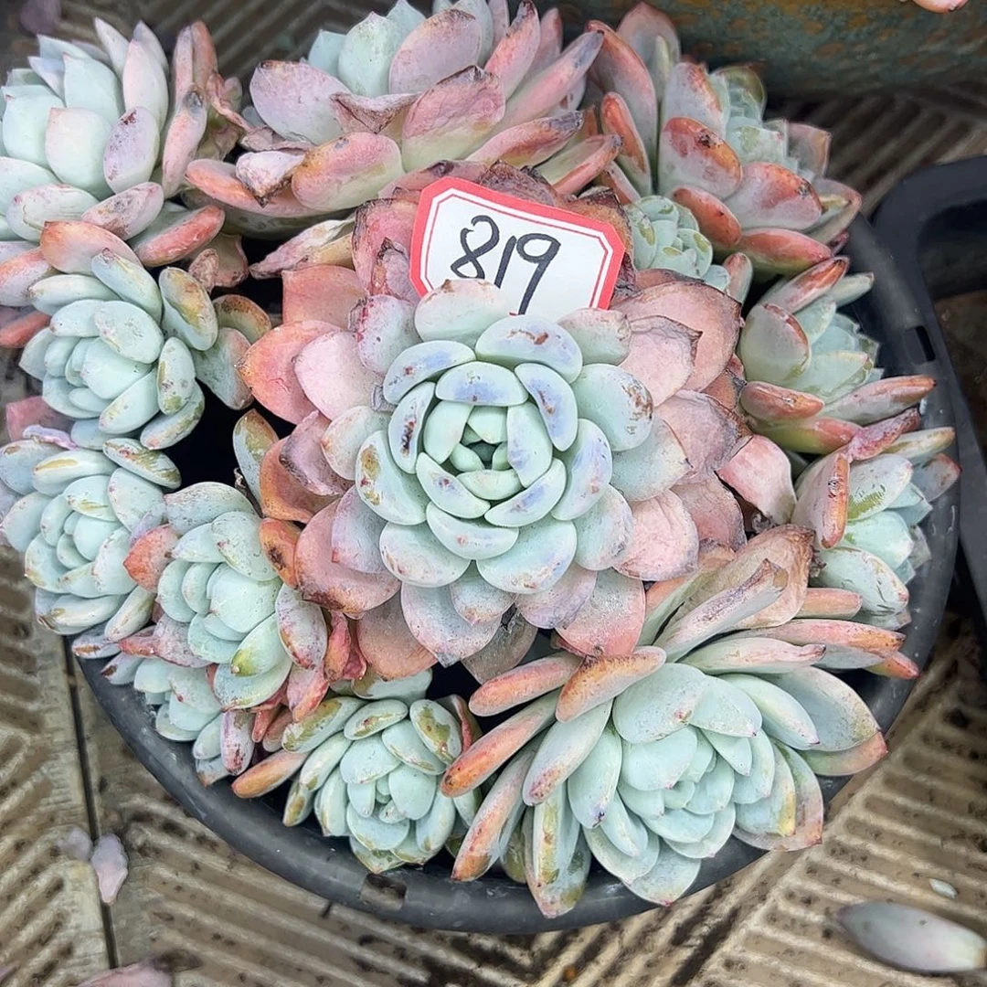 819号冷香，一物一拍