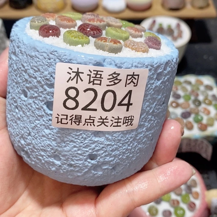 带盆土植物 精美盆栽8204