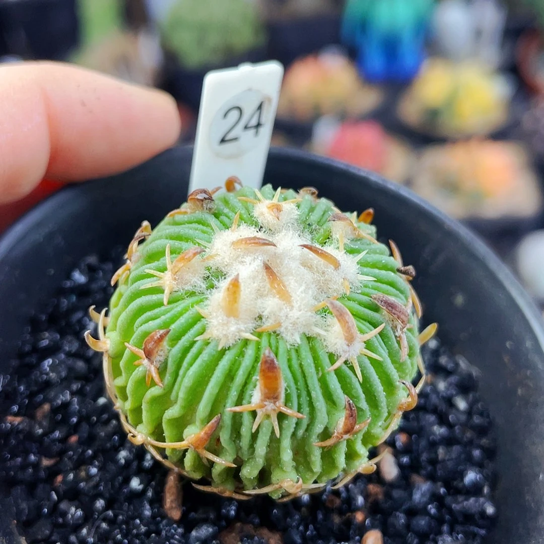 雪顶太刀非偏远地区满25包邮仙人球