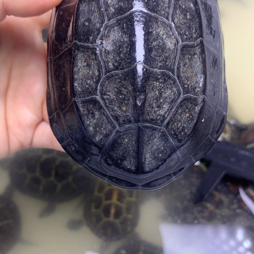 绿毛龟母中华草龟不分公母