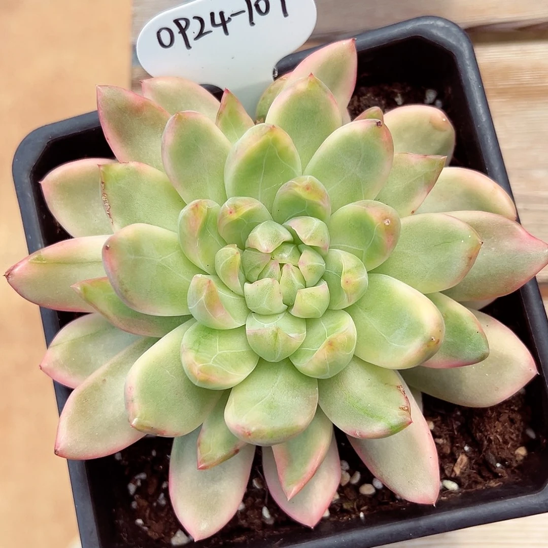 0924-107新品珍妮锦