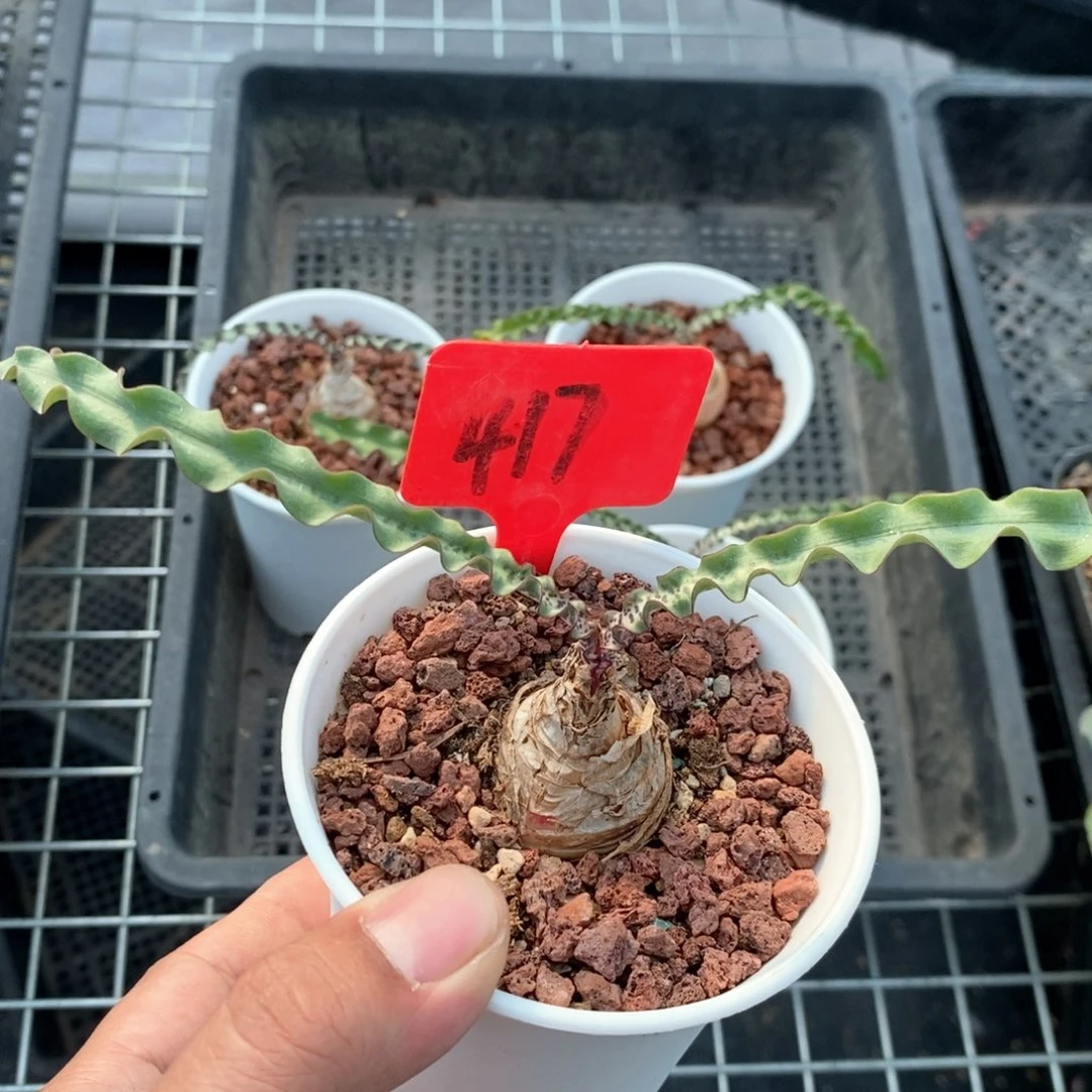 波叶血莲多肉植物