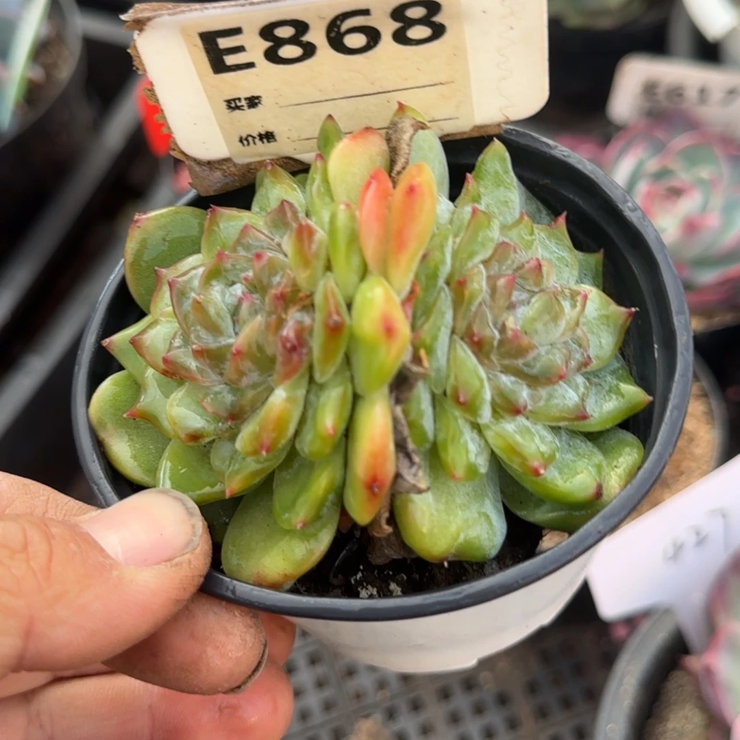 珍妮惊鸿一物一拍包装收缩花旱