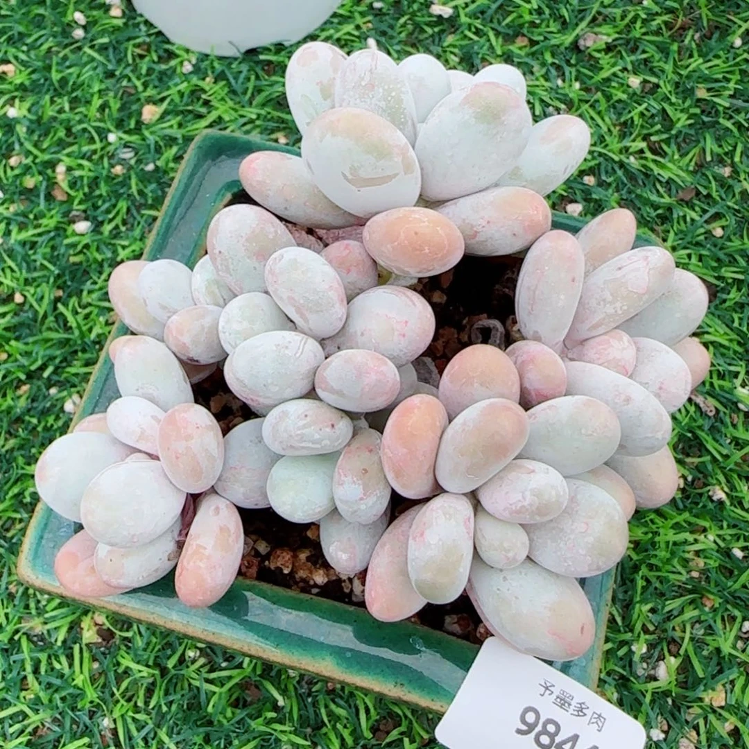 原始奶酪，9844多肉植物