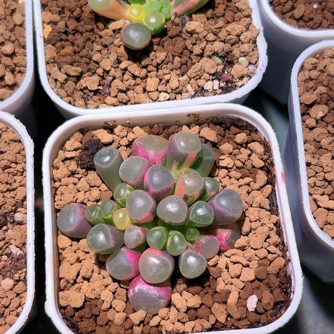 ?**白480号7号五十铃玉锦多肉植物锦一物一拍带盆土