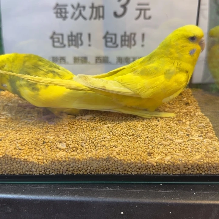 虎皮鹦鹉大头虎皮鹦鹉