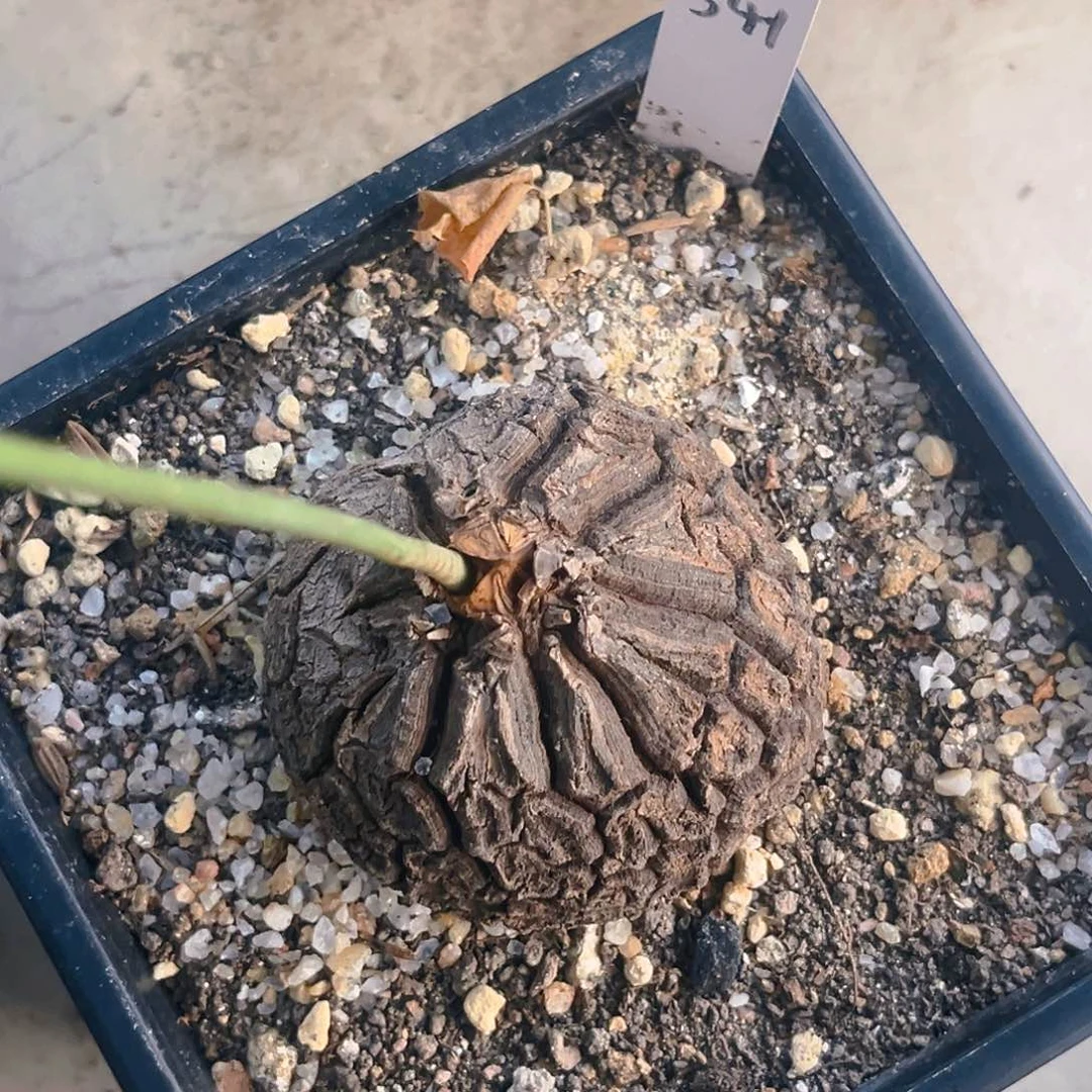 ღ****墨西哥龟甲龙341号