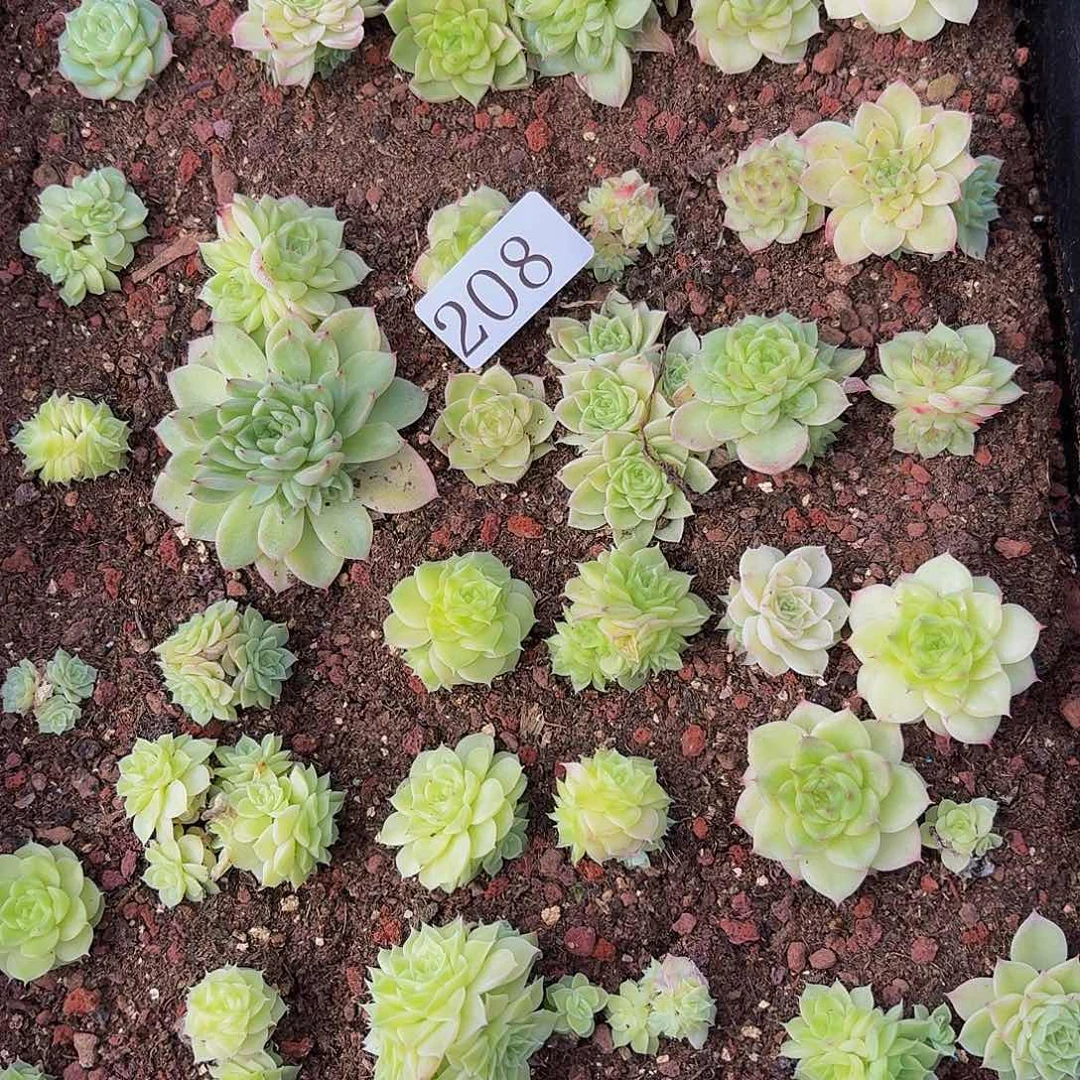 蔚*一多肉植物多肉植物208