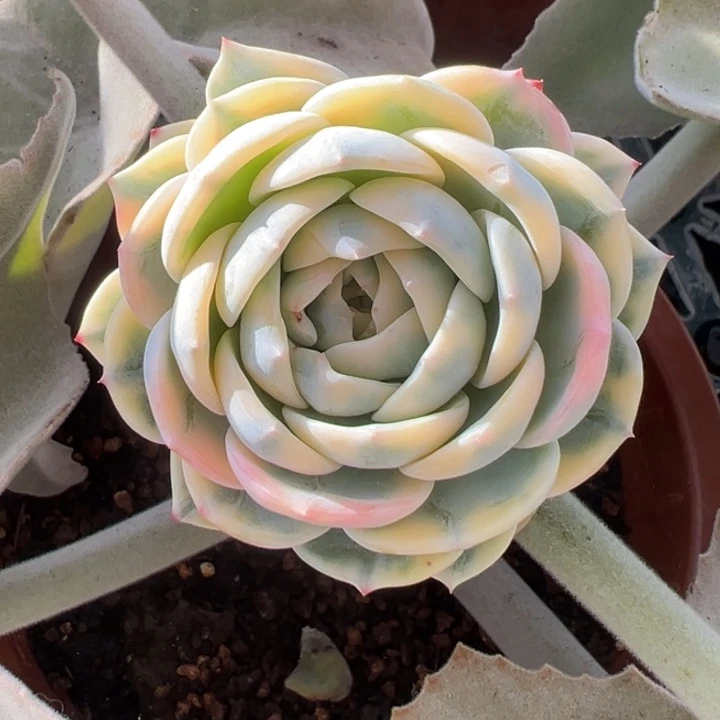 劳林锦一物一拍锦龙