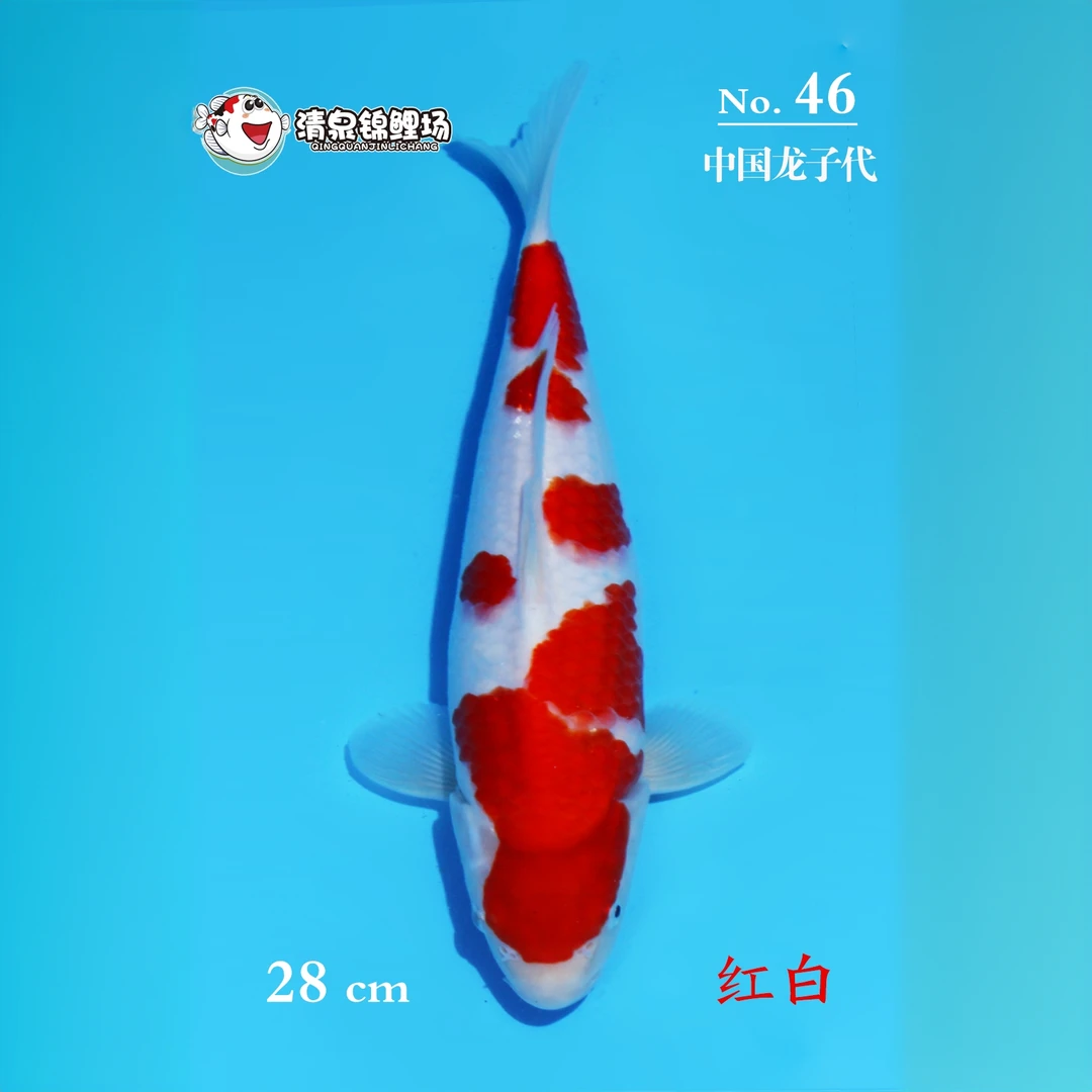 清泉锦鲤 第二次冬季水泥池寄养 中国龙子代 红白 46号