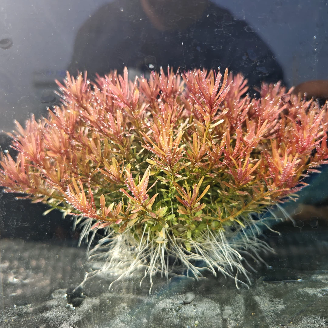 【十字牛顿】净水王鱼缸中后景水草净水增氧懒人必备