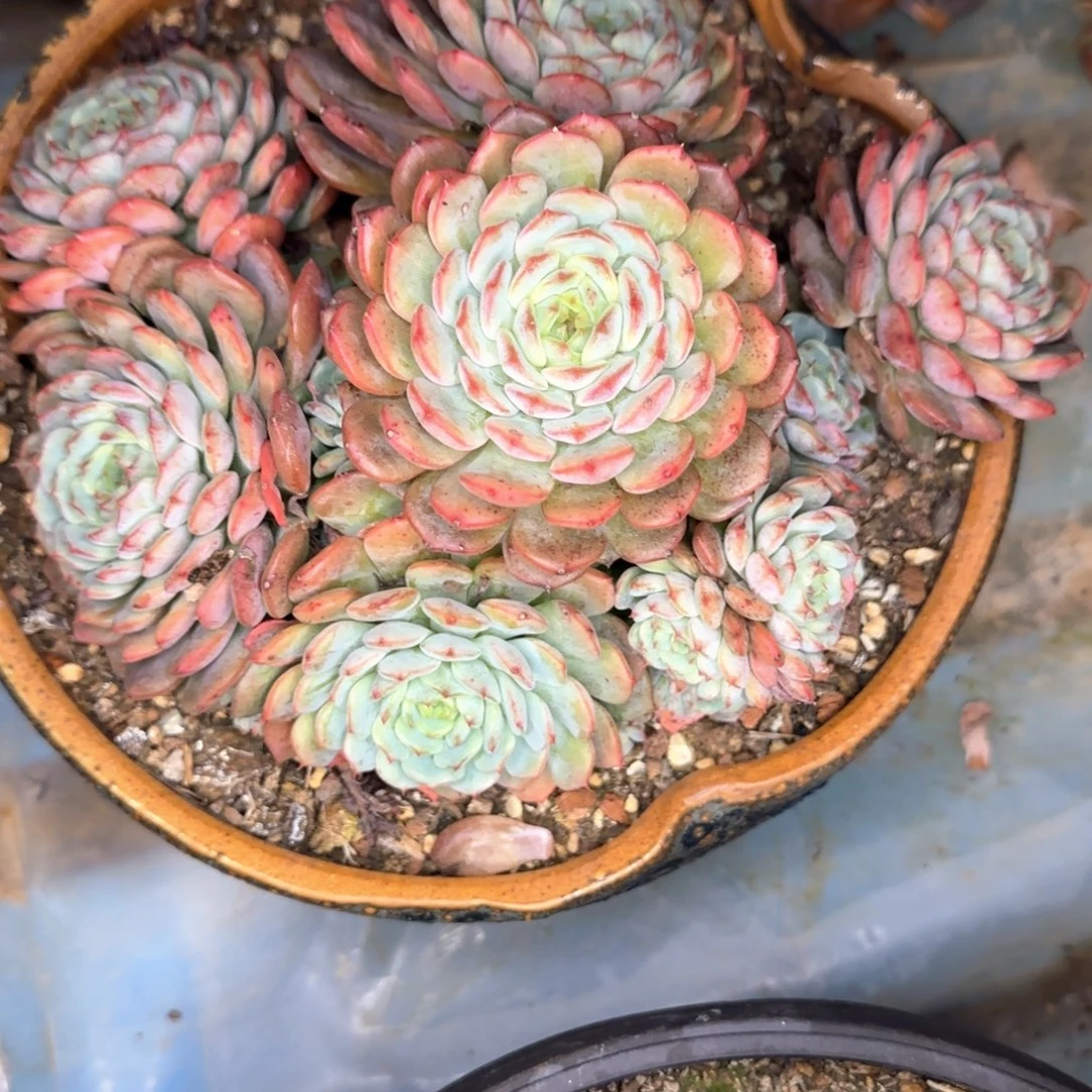 多肉植物多肉植物