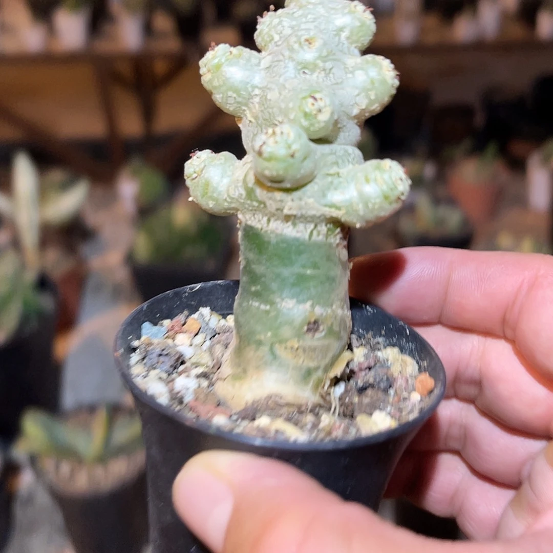 白象奇峰锦一物一拍下单包邮