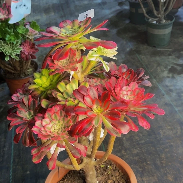 龙****平嫁接法师的044444