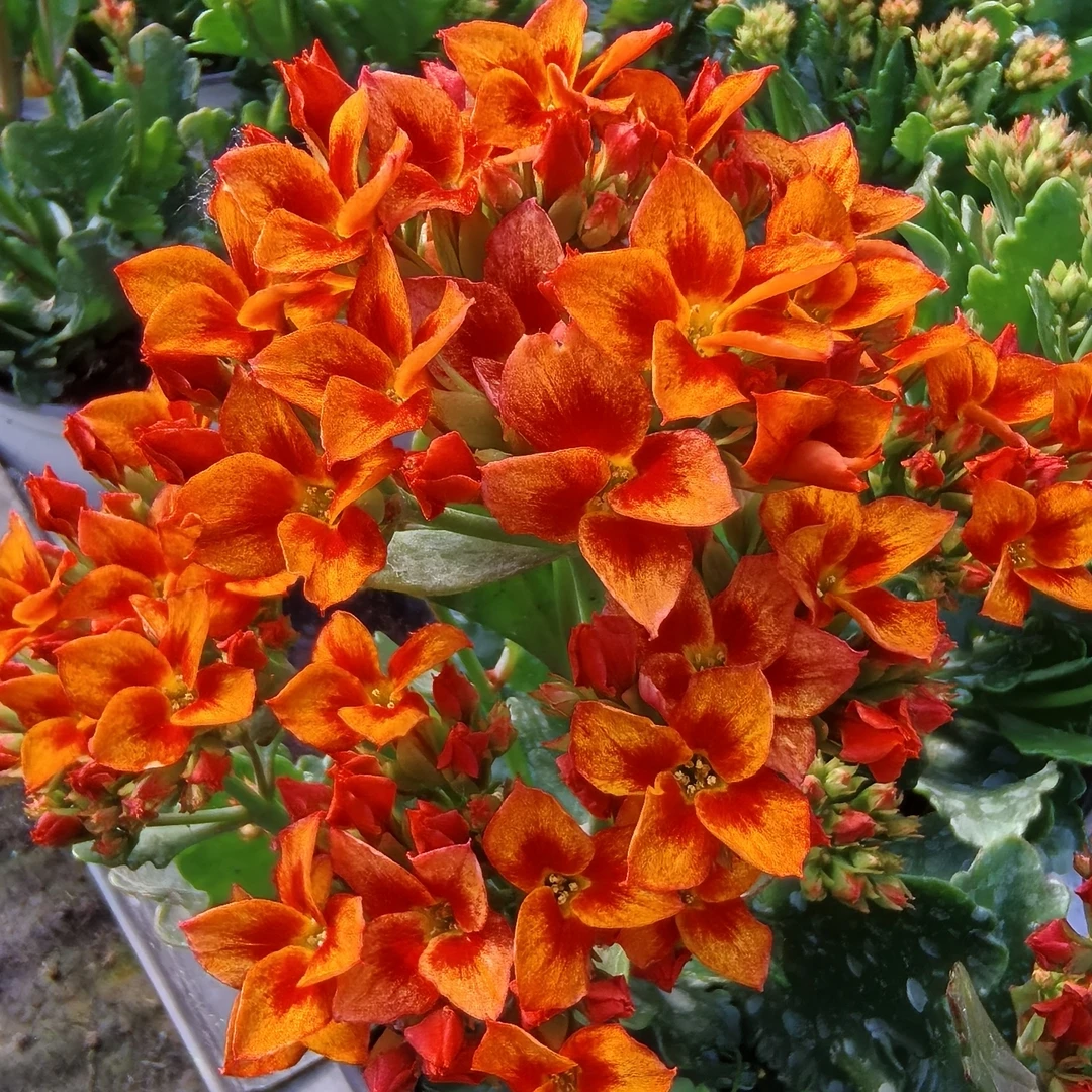 丹霞110盆一代独杆