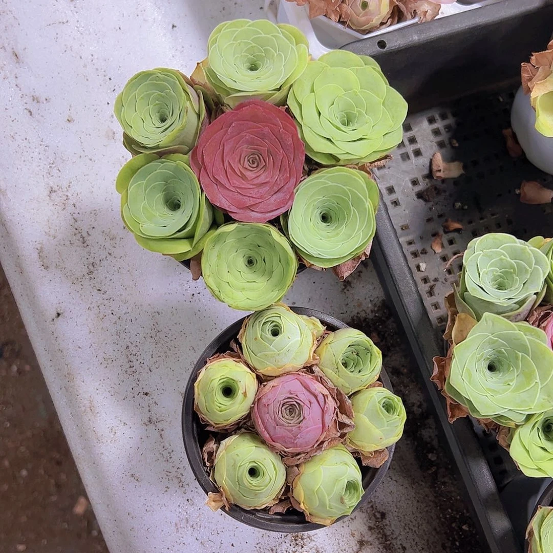 9厘米盆七龙珠2盆组合