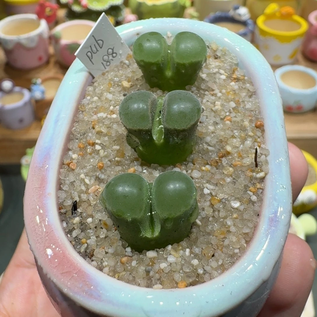 蘑菇1190pub风铃多肉植物