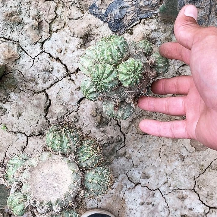 艺*田56丽花/脱土脱盆20包邮/