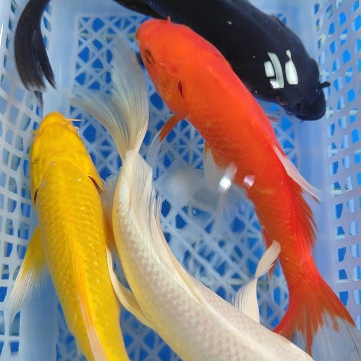 锦鲤黑白红黄13-15