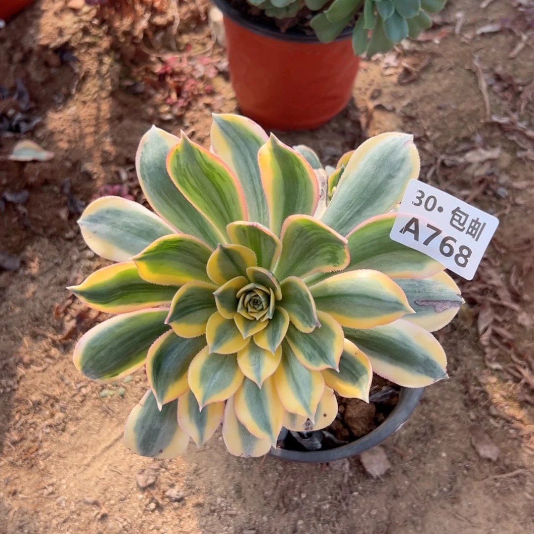 768 多肉不包断枝