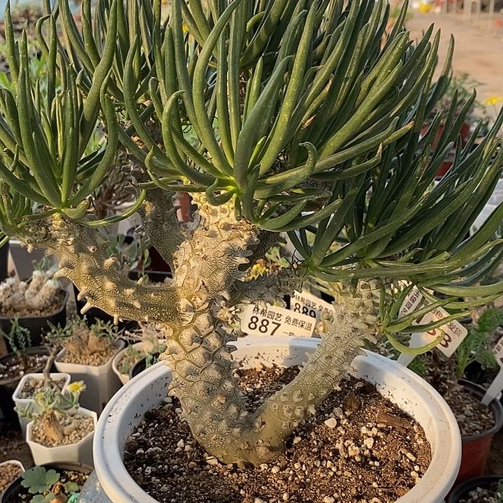 856大钟馗脱土一一一一