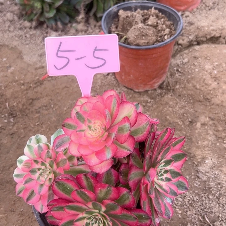 5-5荔枝多肉植物