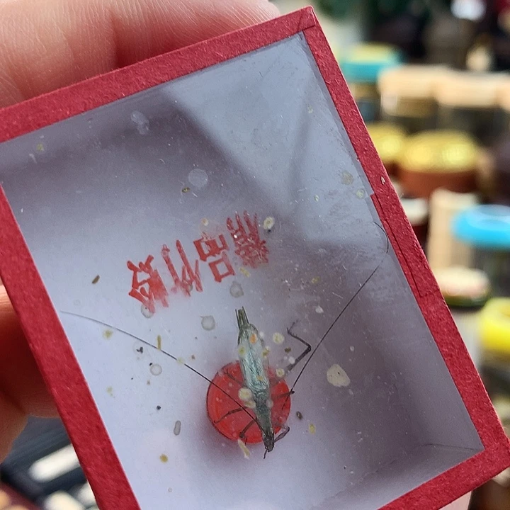 紫竹两只啊啊啊啊