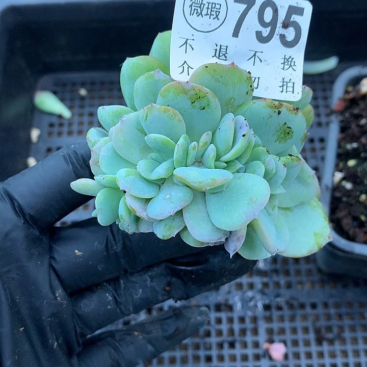 白凤缀化 非偏远38包邮、节后发