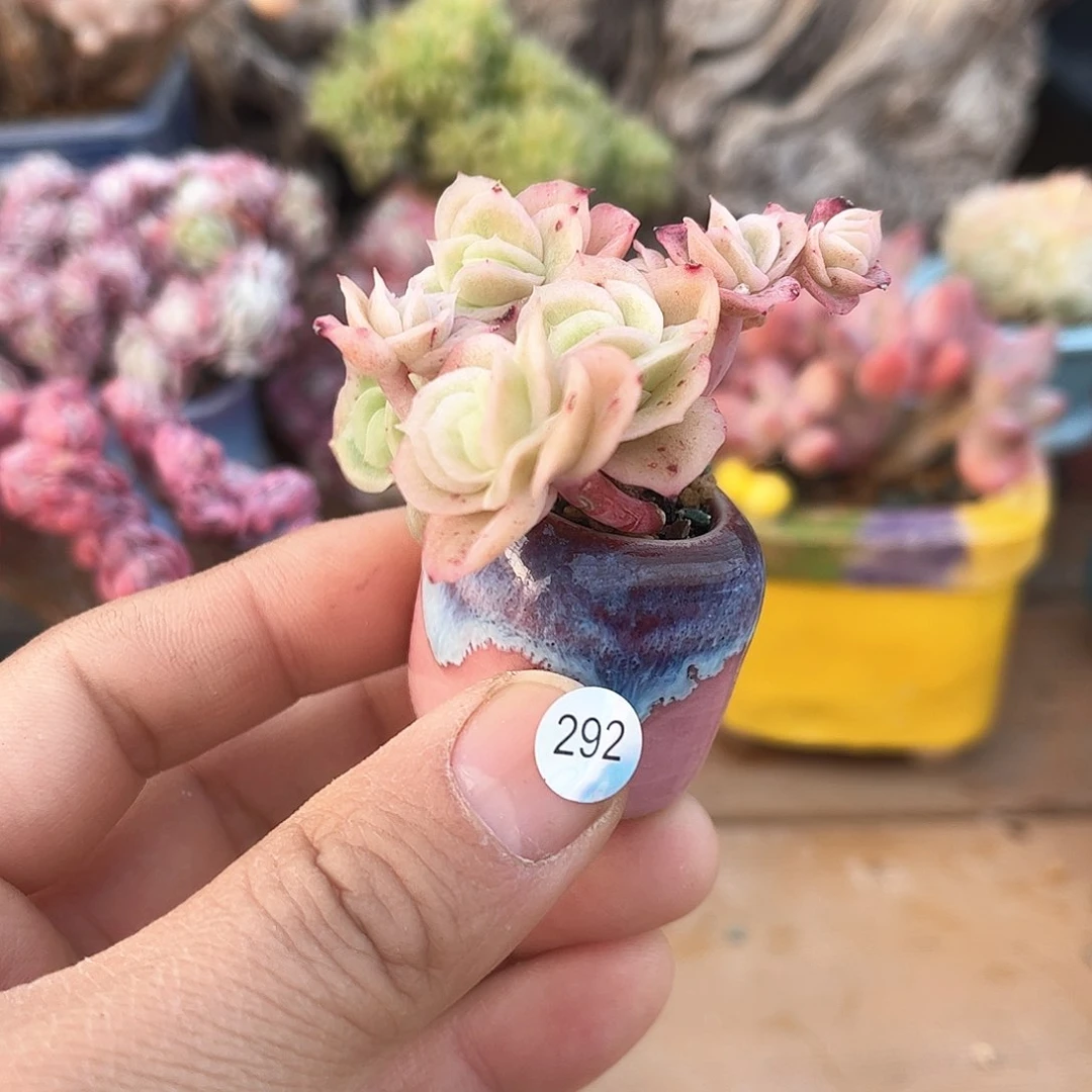 冰玫瑰锦292 含盆含土发货 30包邮偏远除外