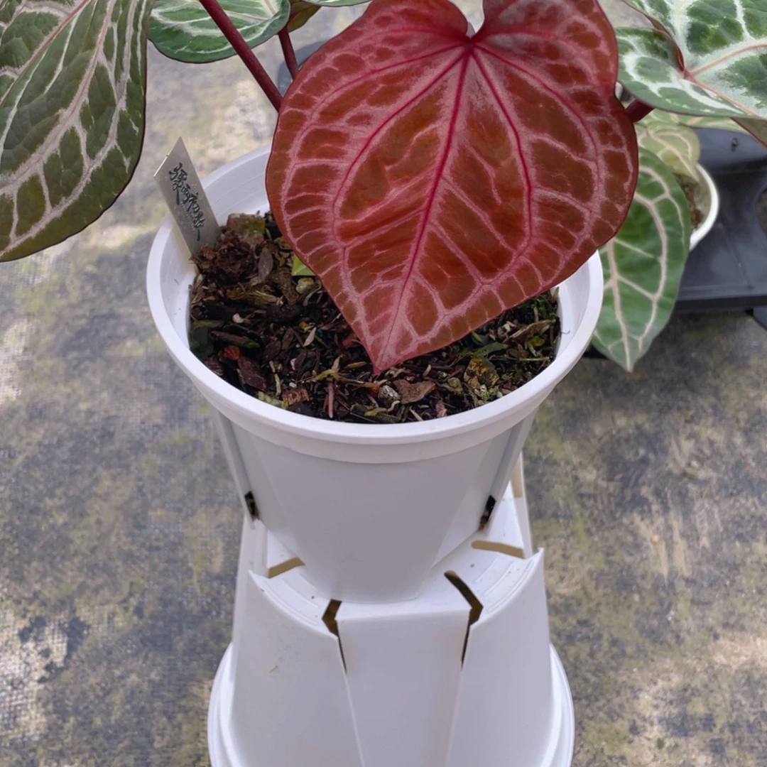 完全开放粉柠檬紫侧芽
