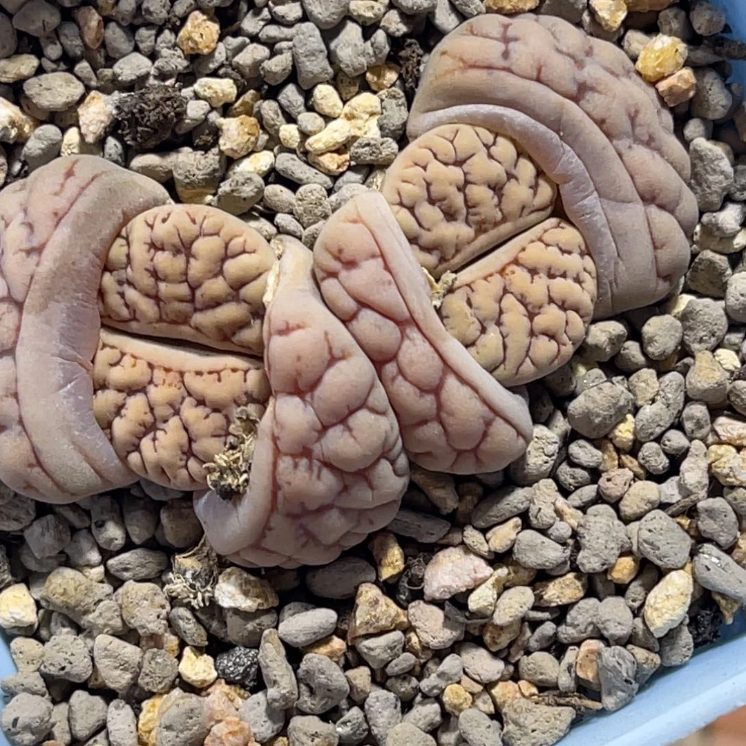 8193双头粗红纹荒一颗