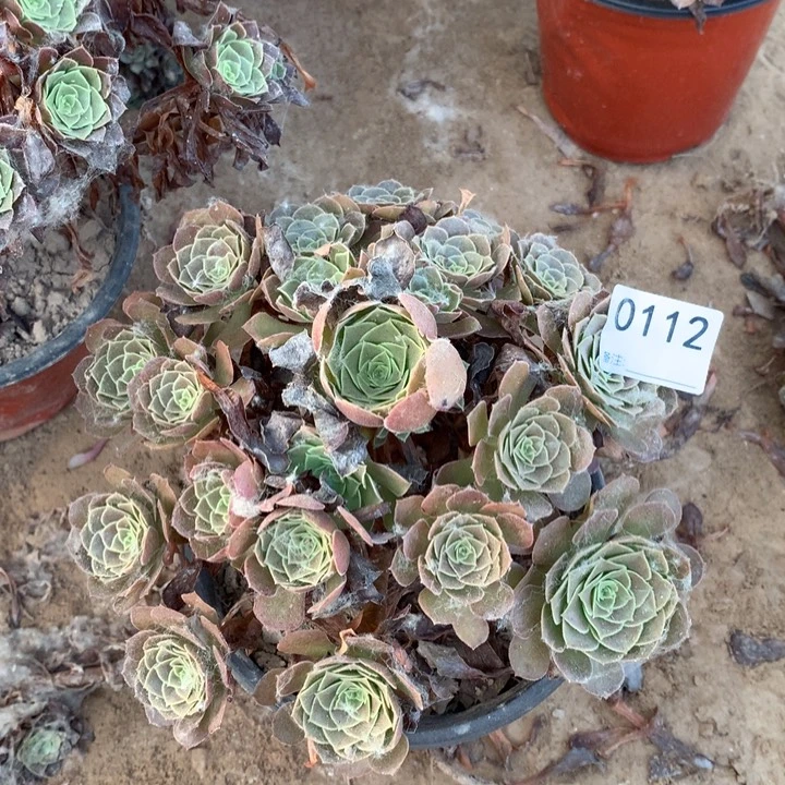 0112荷兰玫瑰4号北