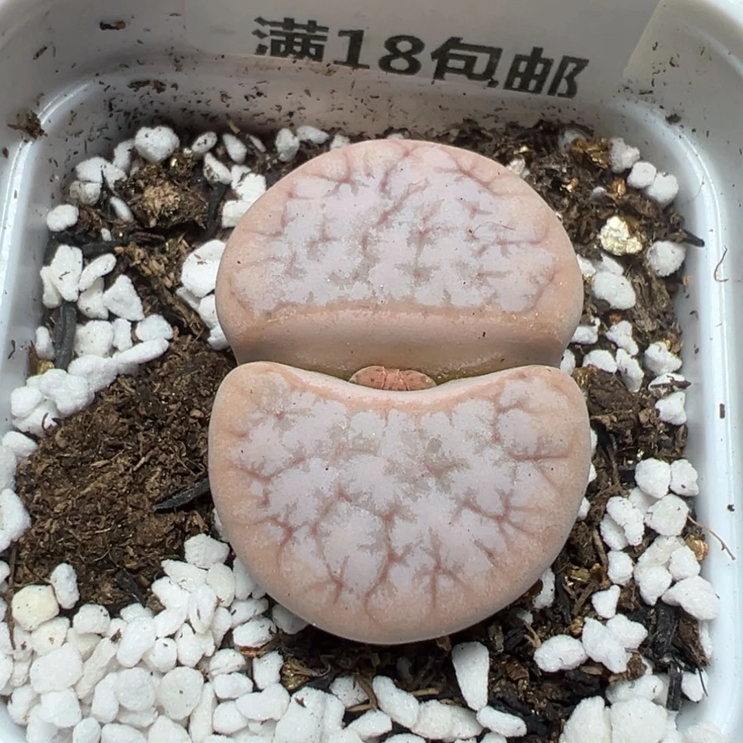 【闪购商品】 803。