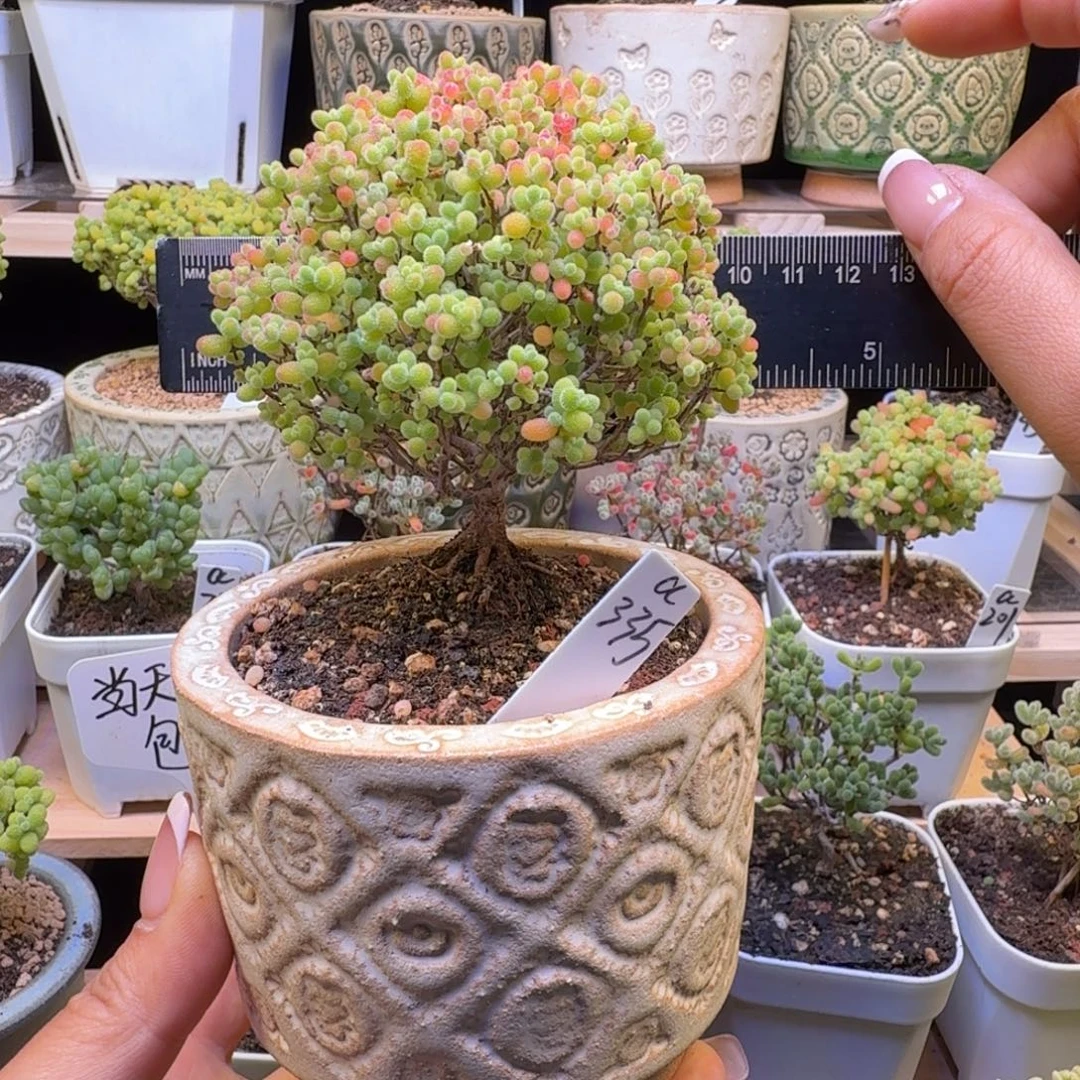 a335号蜜橘冠服9厘米左右带盆发