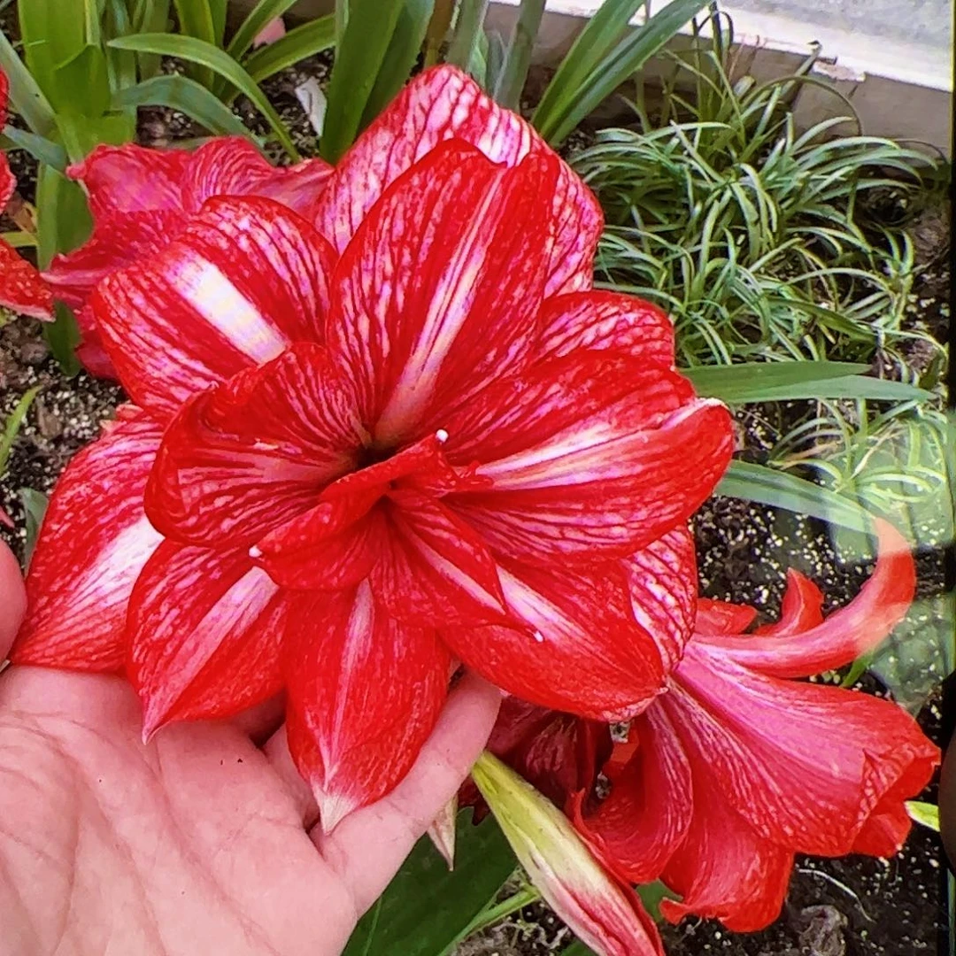 朱顶红重瓣香山大球