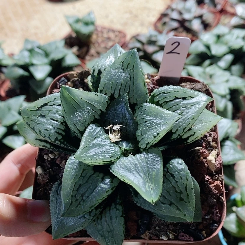 【闪购商品】2玛丽丽