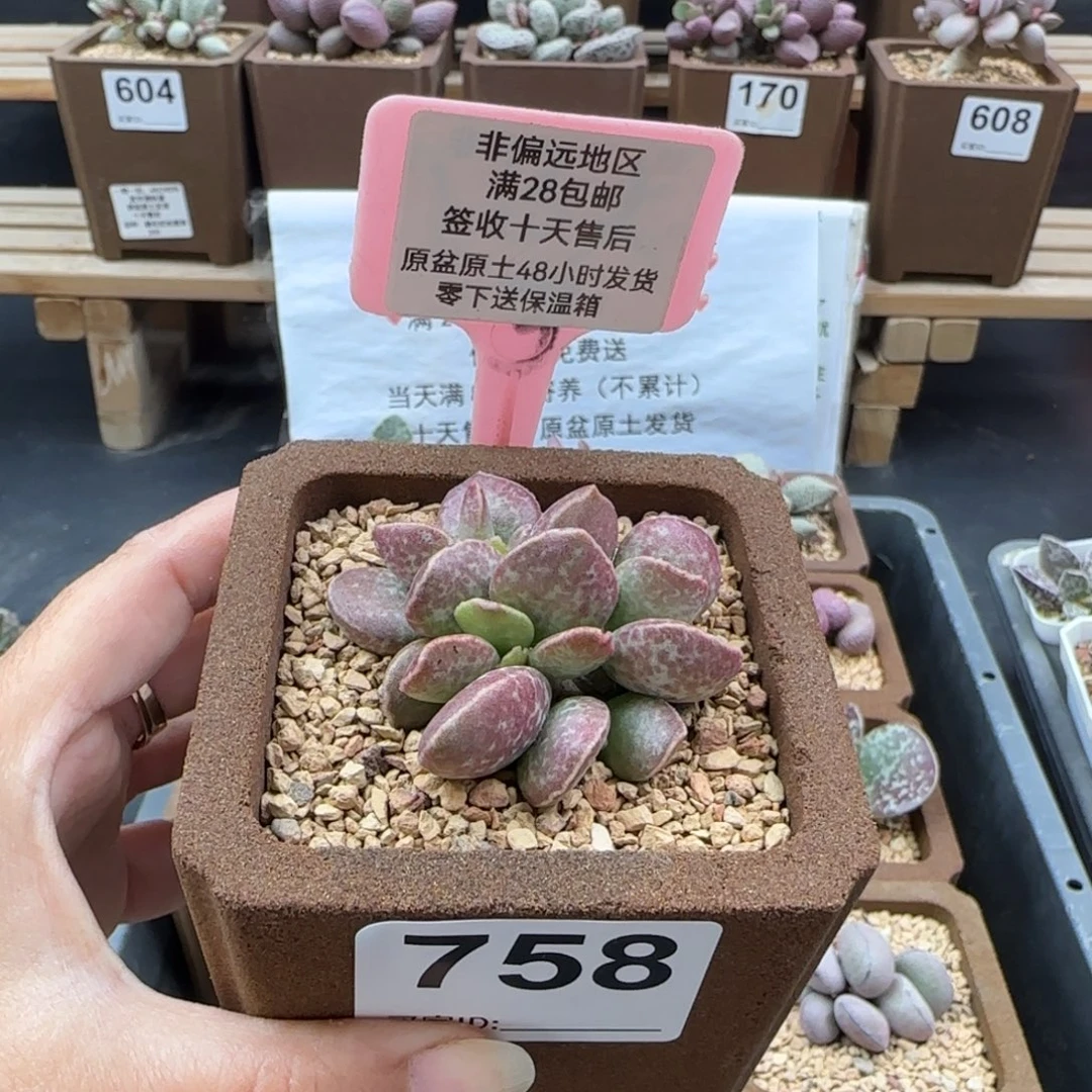 758红舒缇爱掉叶多肉植物