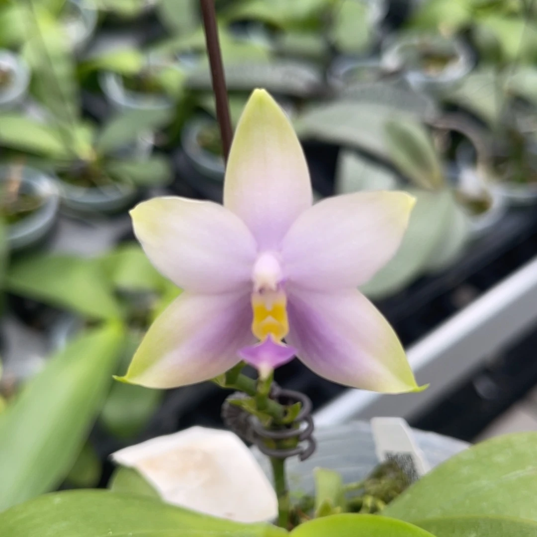 完全开放1236 2.8寸21CU 叶瑕疵一物一拍