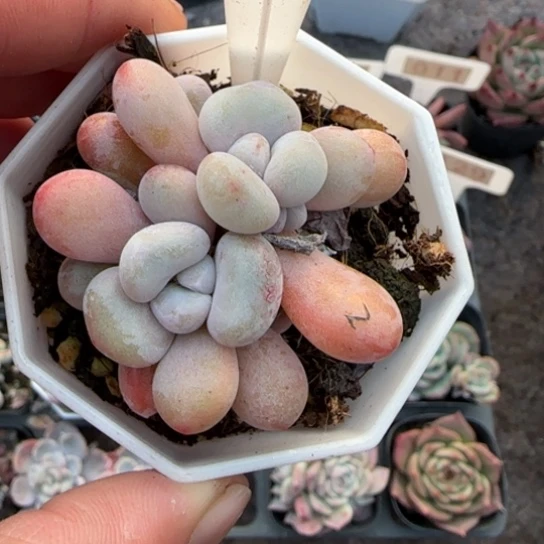284粉兔多肉植物多