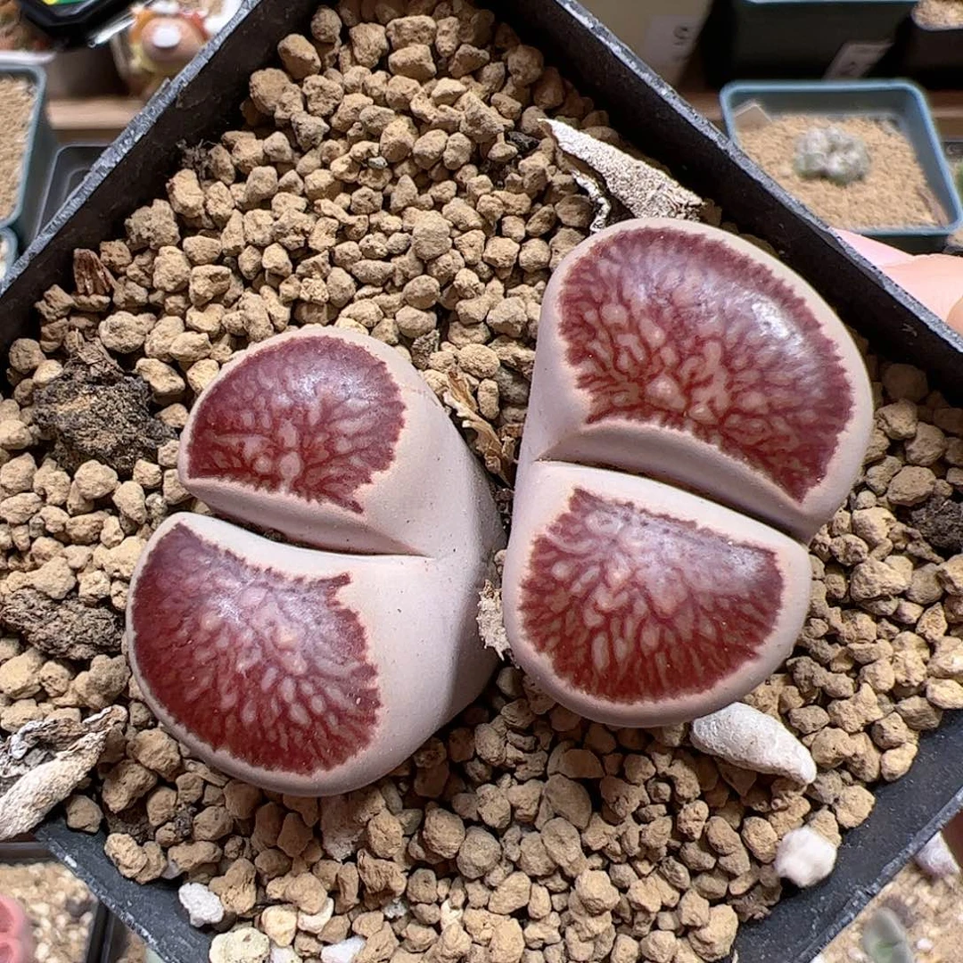 【闪购商品】38 菊