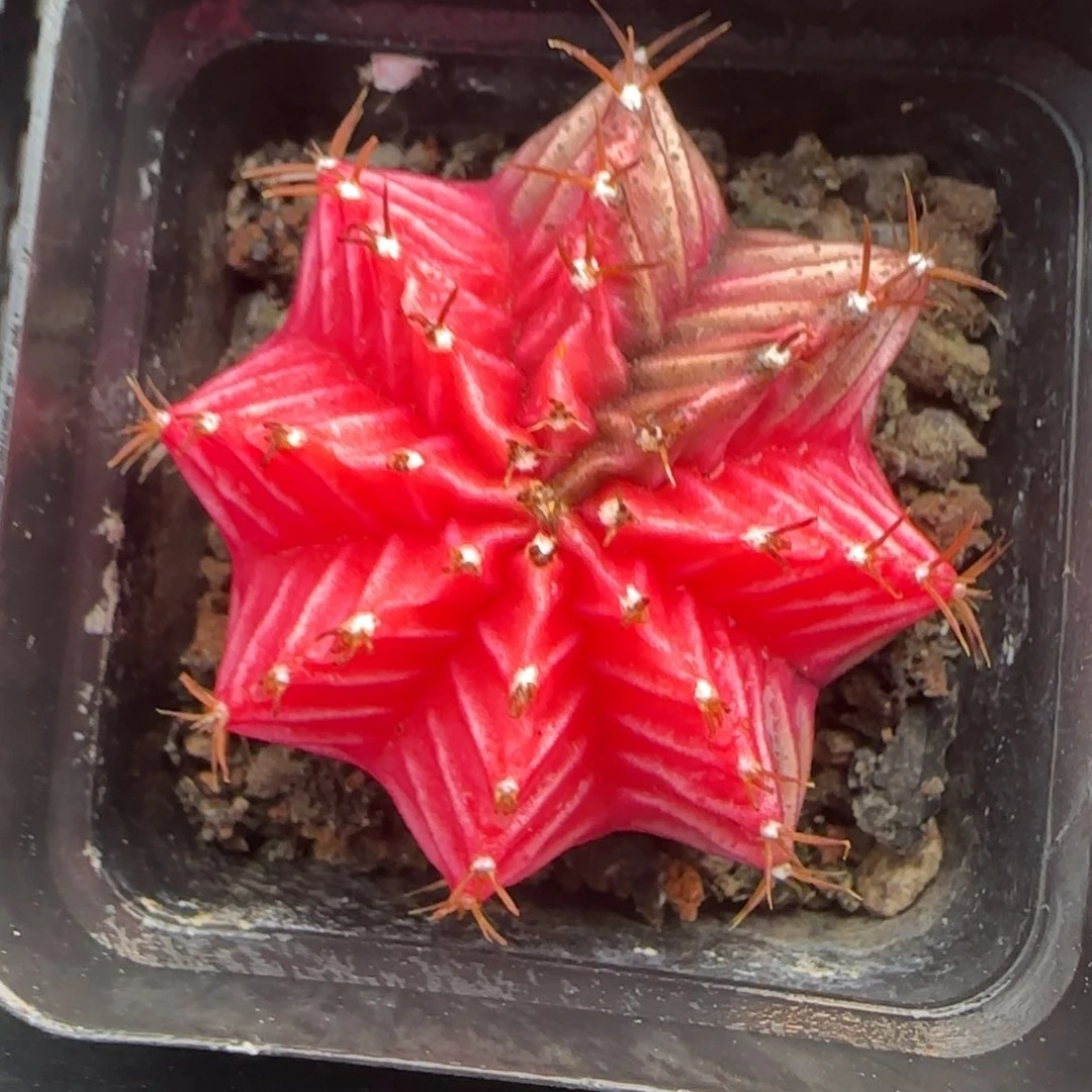 从前慢花园精选多肉肋骨牡丹