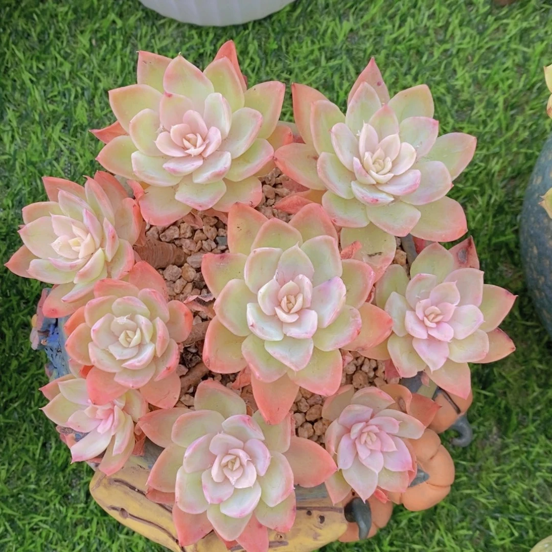 丝绸面纱 一物一拍