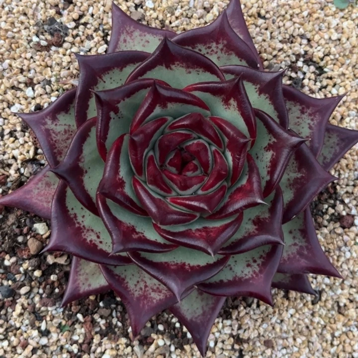 超级长睫毛111111111