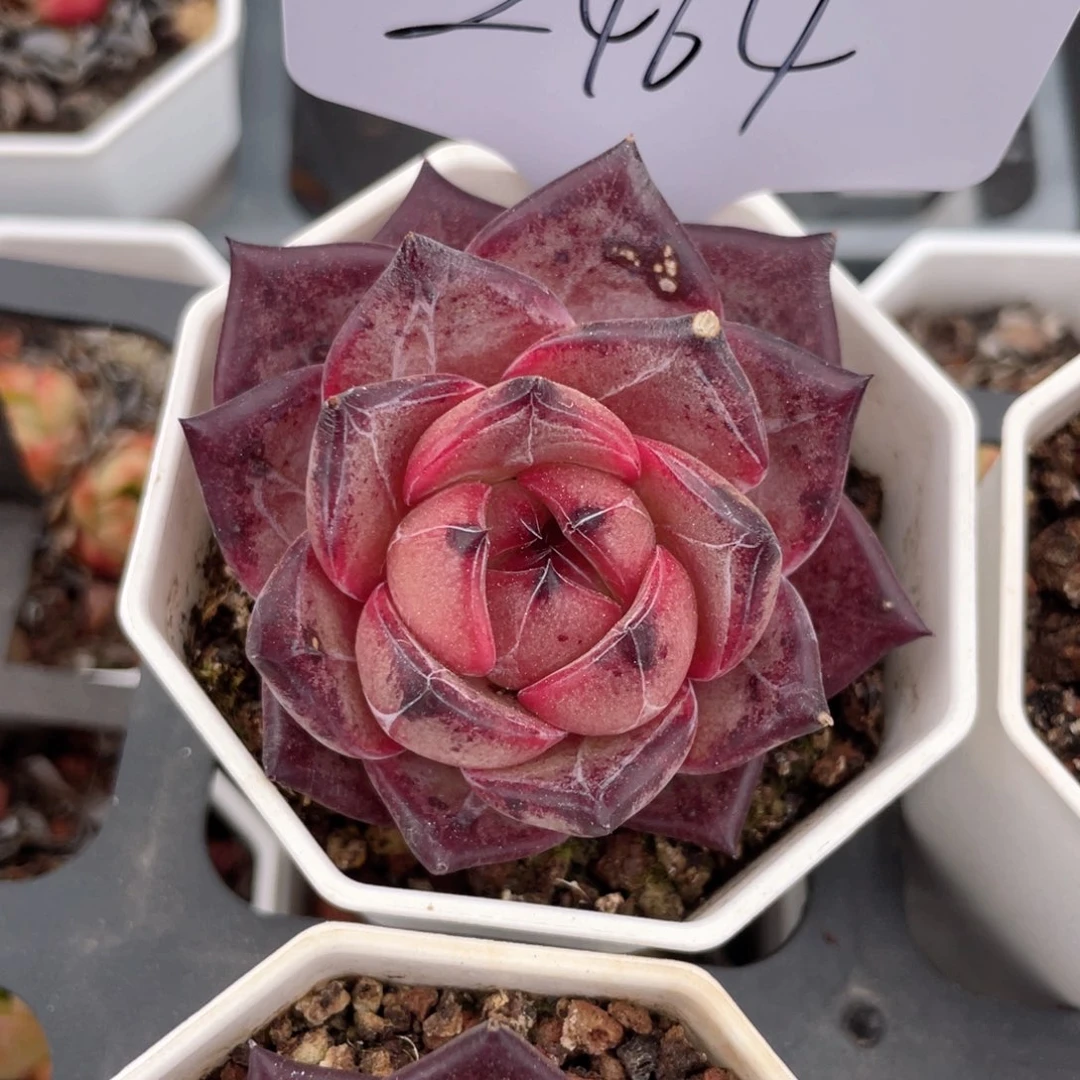 薇薇安园艺多肉2464