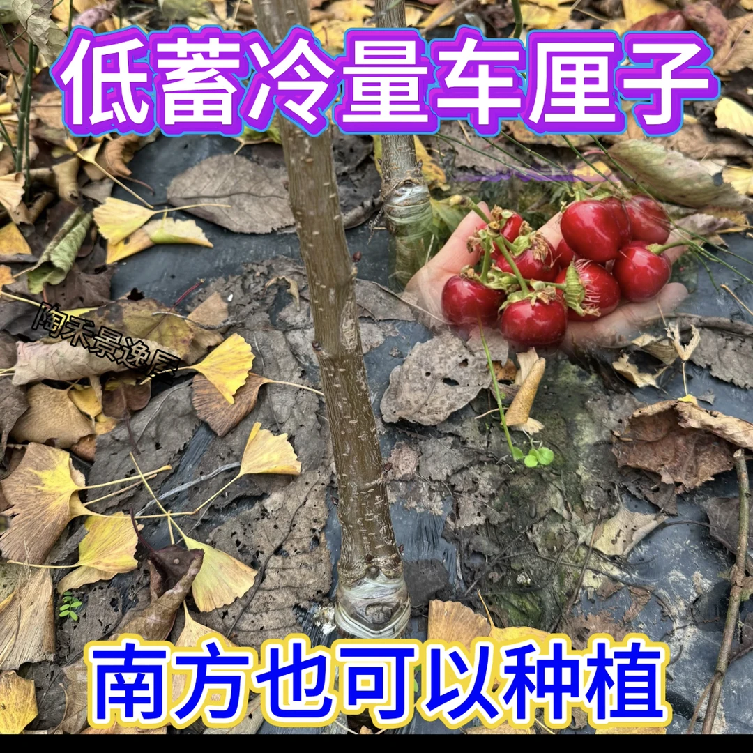 低蓄冷量车厘子树苗弗里斯科大樱桃泰奥加美早大黄果四川