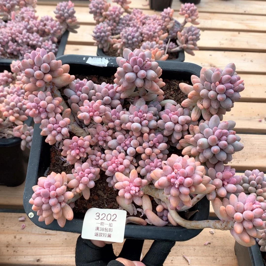 21厘米婴儿手指3202