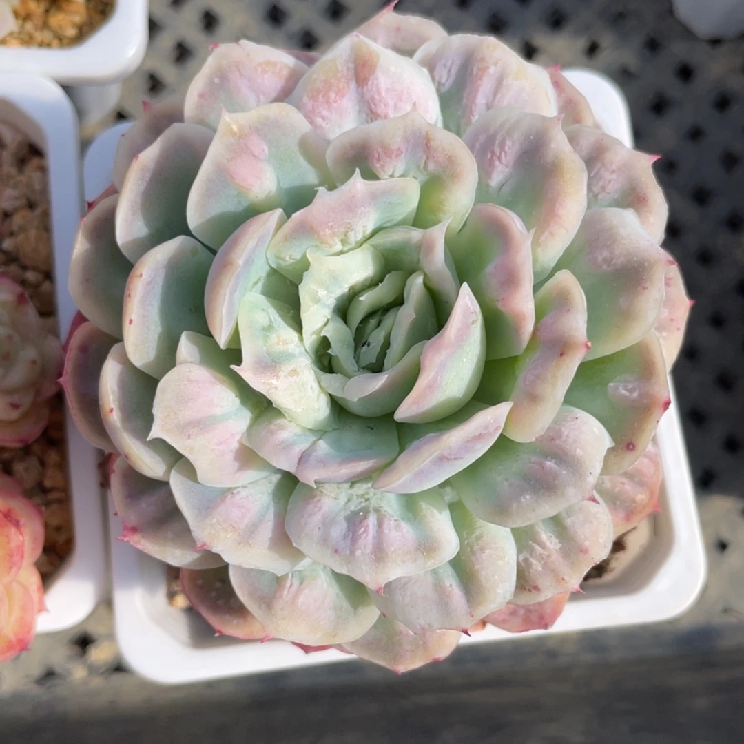 优选泡泡纱多肉福利2796